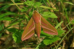 Бражнік сярэдні вінны (Deilephila elpenor)