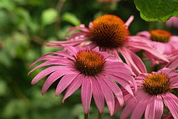 Эхінацэя (Echinacea)