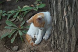 Кацяня ў Маскоўскім заапарку