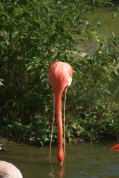 Чырвоны фламінга (Phoenicopterus ruber) у Маскоўскім заапарку
