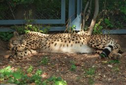 Спящий гепард (Acinonyx jubatus) в Московском зоопарке