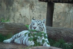 Белый бенгальский тигр (Panthera tigris tigris var. Alba) в Московском зоопарке