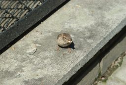 Воробей (Passer domesticus)