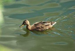 Кряква (Anas platyrhynchos)