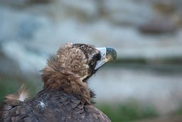Чёрный гриф (Aegypius monachus) в Московском зоопарке