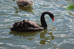 Чёрный лебедь (Cygnus atratus) в Московском зоопарке