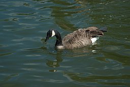 Канадская казарка (Branta canadensis) в Московском зоопарке
