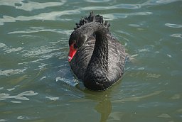 Чёрный лебедь (Cygnus atratus) в Московском зоопарке