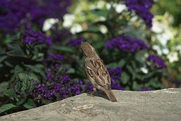 Воробей (Passer domesticus)