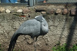 Африканская красавка (райский журавль, Anthropoides paradisea) в Московском зоопарке