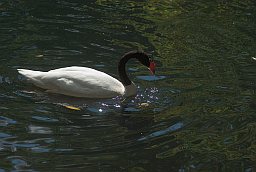 Черношейный лебедь (Cygnus melancoryphus) в Московском зоопарке