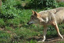 Серый волк (Canis lupus) в Московском зоопарке