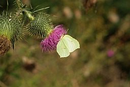 Крушинница (Gonepteryx rhamni) на чертополохе