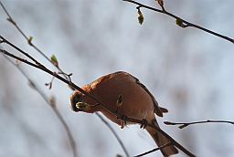 Зяблик (Fringilla coelebs)