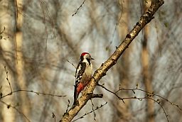 Средний дятел (Dendrocopos medius)