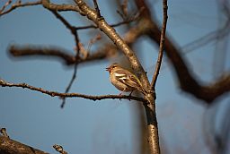 Самка зяблика (Fringilla coelebs)