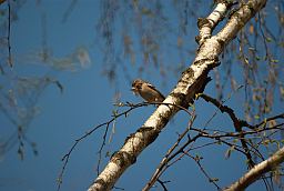 Самка зяблика (Fringilla coelebs)