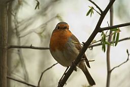 Зарянка / Малиновка (Erithacus rubecula)