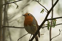 Зарянка / Малиновка (Erithacus rubecula)