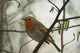 Зарянка / Малиновка (Erithacus rubecula)