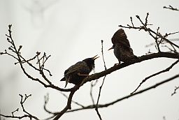 Скворцы (Sturnus Vulgaris)