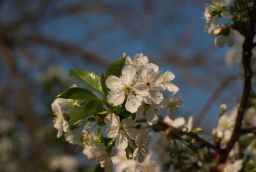 Цветки вишни (Prunus cerasus)
