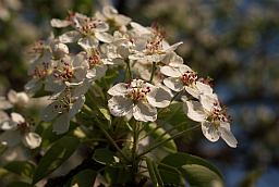 Цветки груши (Pyrus)