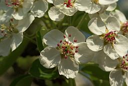 Цветки груши (Pyrus)