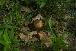 Чырвонагаловік (Leccinum)