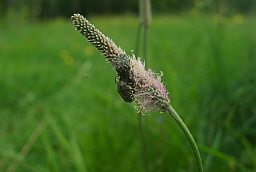 Бронзаўка касматая (Tropinota hirta)