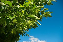 Граб звычайны (Carpinus betulus)