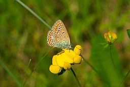 Блакітніца аргус (Plebejus argus)