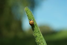 Багоўка