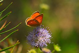 Чырвонец агністы (Lycaena virgaureae)