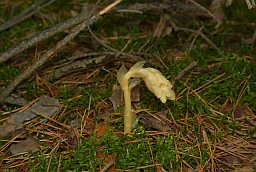 Пад'ельнік звычайны (Monotropa hypopithys)