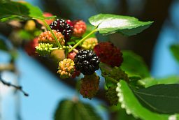 Шаўкоўніца чорная (Morus nigra)