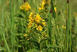 Лазанiца звычайная (Lysimachia vulgaris)