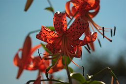 Тыгровая лілея (Lilium lancifolium)
