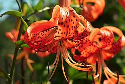 Тыгровая лілея (Lilium lancifolium)