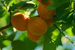 Абрыкос (Марэля, Prunus armeniaca)