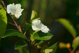 Бярозка палявая (Павой палявы, Convolvulus arvensis)