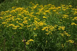 Піжма звычайная (Tanacetum vulgare)