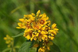 Лазанiца звычайная (Lysimachia vulgaris)