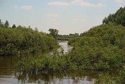 Рака Прыпяць