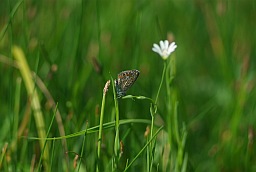 Блакітніца аргус (Plebejus argus)