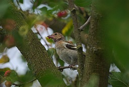 Самка берасцянкі (Fringilla coelebs)