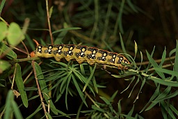 Гусеніца бражніка (Hyles euphorbiae)
