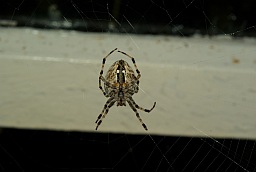 Павук-крыжавік (Araneus)