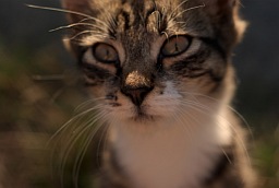 Кот Маркіз