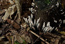 Ксилярия гипоксилон (Xylaria hypoxylon)